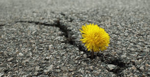 Löwenzahnblüte in Teerritze