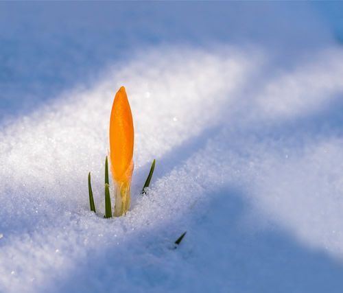 Bild von Krokus im Schnee